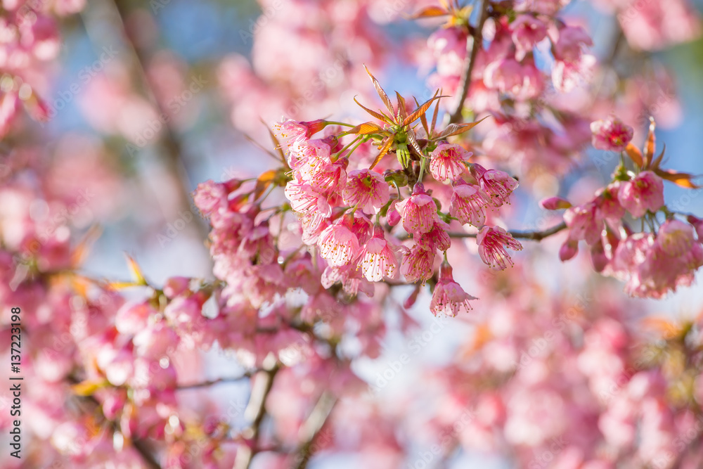 Pink sakura cherry blossom close-up Pink sakura cherry blossom close-up