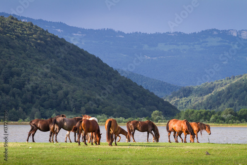 Feral horses in Racha Province of the Republic of Georgia