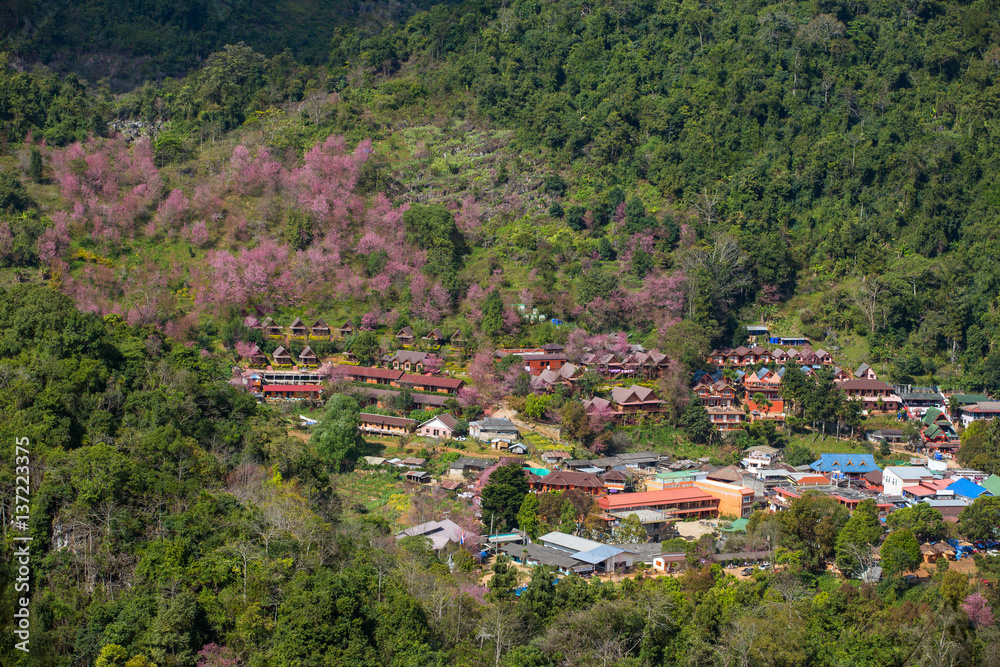 Blooming sakura trees in Doi Ang Khang village, Northern Thailand.