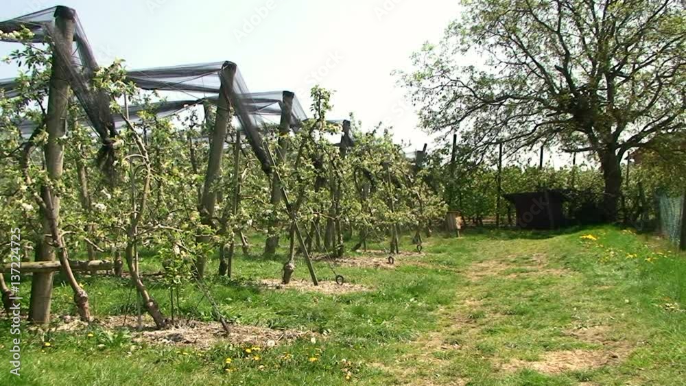Spritzen gegen den Apfelbaumschädling Spritzen gegen den Apfelbaumschädling