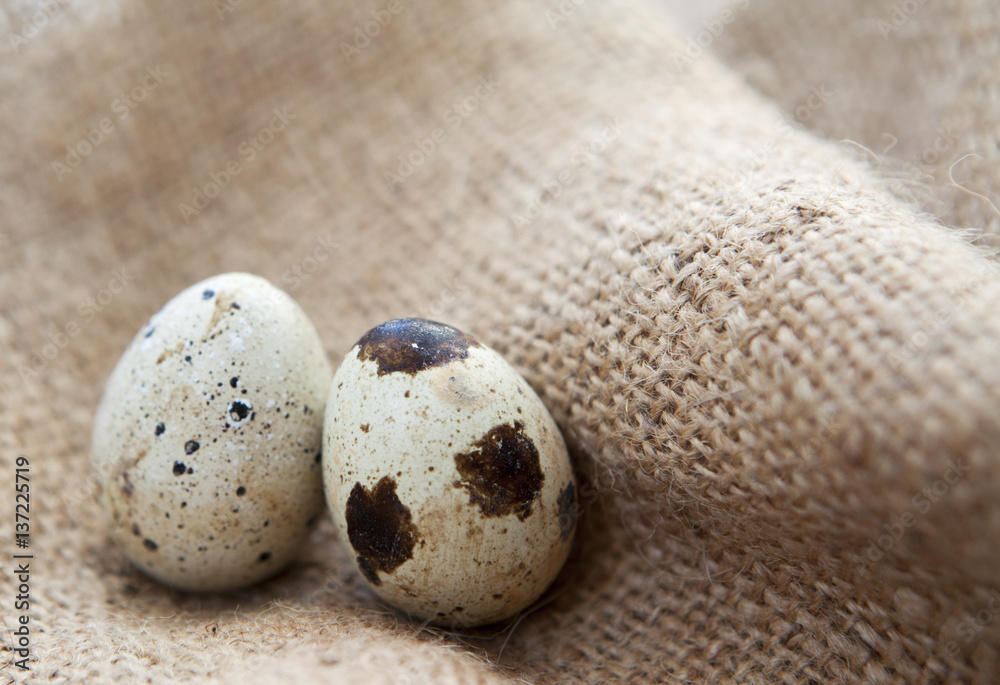 Obraz premium œufs de caille