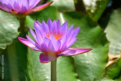 Beautiful flower background and view of bright lotus flower blooming in the lake