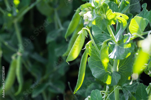 Green peas plant in the garden