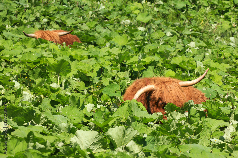 Fototapeta premium Two highland cattles relaxing and hiding in deep vegetation