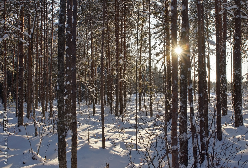 Fototapeta premium winter forest and the sun