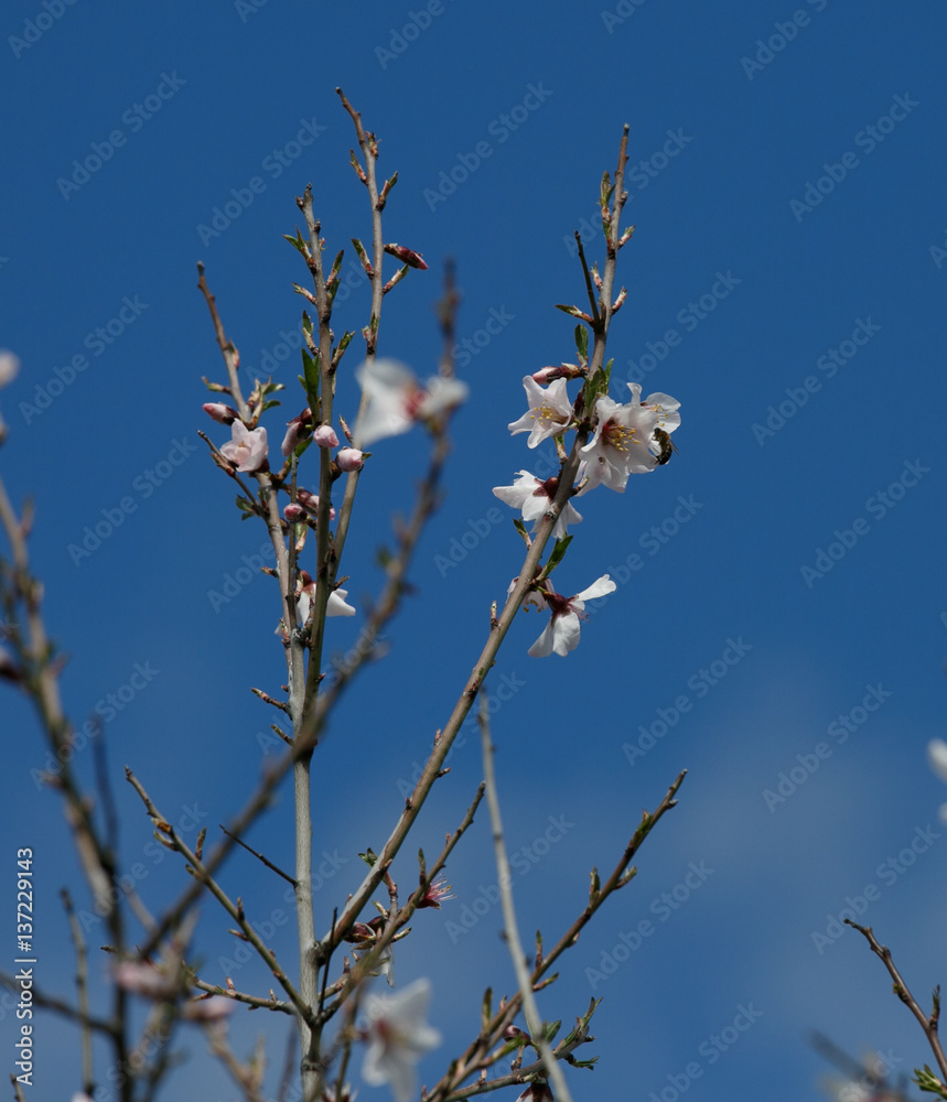 Bees collecting pollen from almond blossoms Bees collecting pollen from almond blossoms