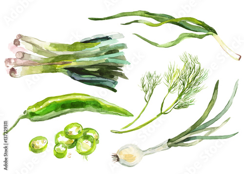 Watercolor vegetables isolated on white