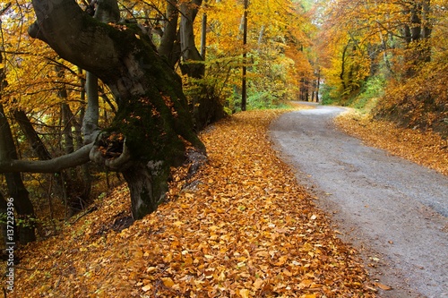 Multicolor forest leaves and walking path. Autumn landscape.  Romantic fall trail.