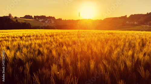 Sonnenuntergang im Weizenfeld