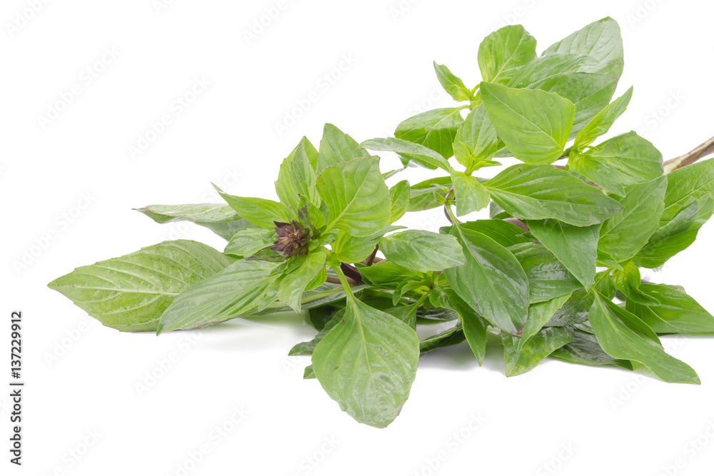 Fresh basil leaves isolated on white background. Fresh basil leaves isolated on white background.