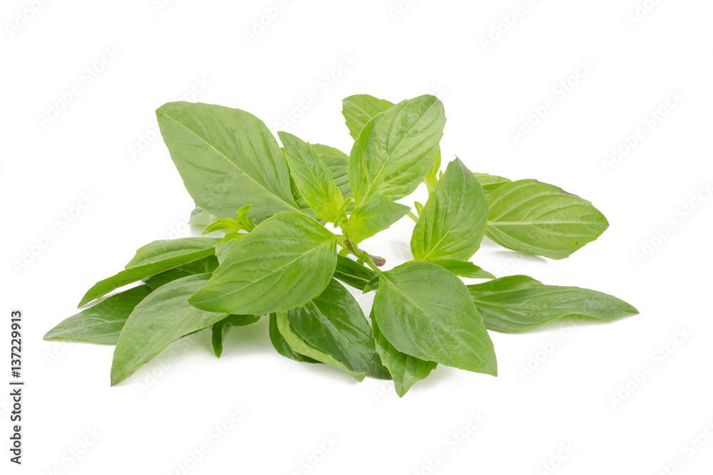 Fresh basil leaves isolated on white background. Fresh basil leaves isolated on white background.