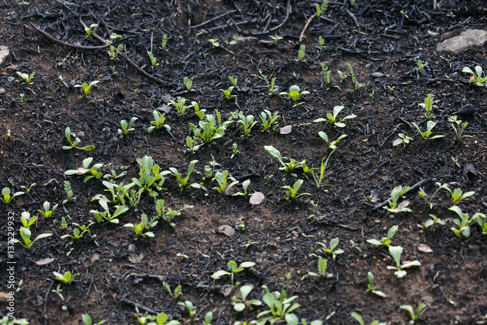 Naklejka premium The grass grows after a fire