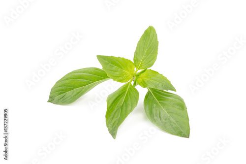 Fresh basil leaves isolated on white background.