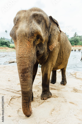 Elephant by the river