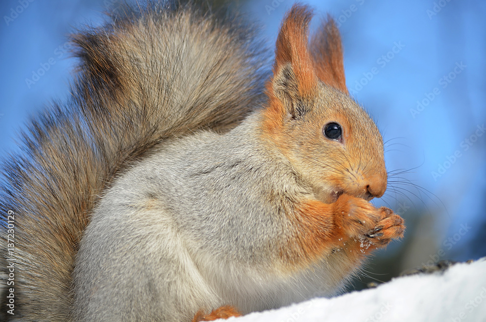 Fototapeta premium Белка грызёт орехи.