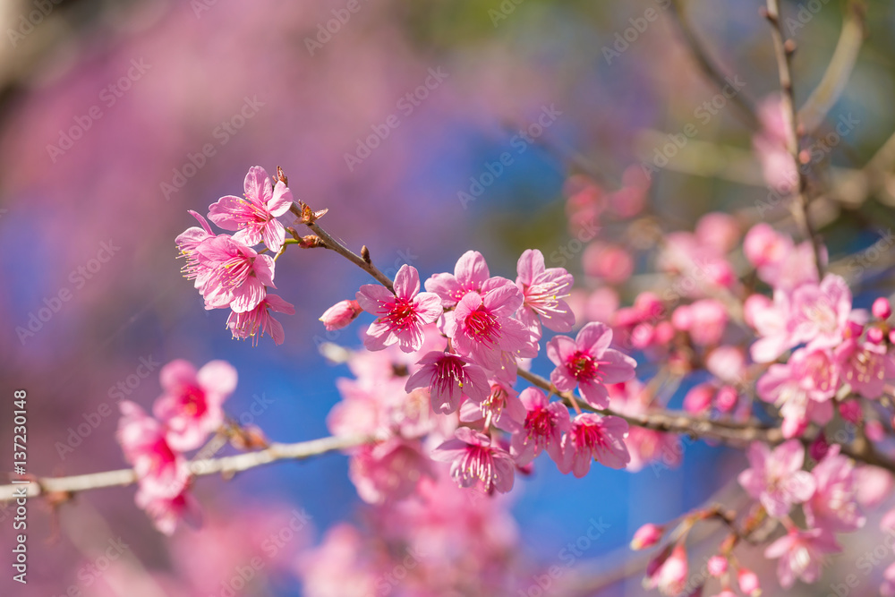 Closed-up Wild Himalayan Cherry blossom. Closed-up Wild Himalayan Cherry blossom.