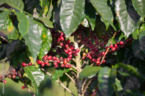 Coffee beans ripening on tree in North of thailand.