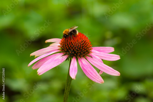 Echinacea and a bee macro close up