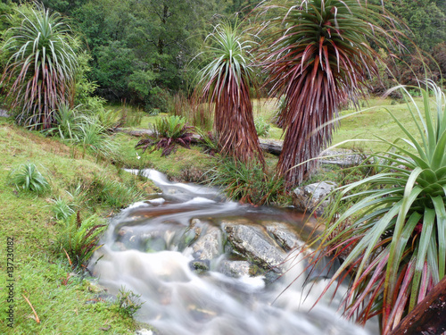 Pandani ( Richea Pandanifolia ) at  a brook near  the Maryland Track, Cradle Mountain - Lake St Clair National Park, Tasmania, Australia photo