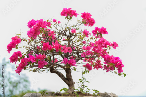 Pink blooming bougainvilleas against the blue sky