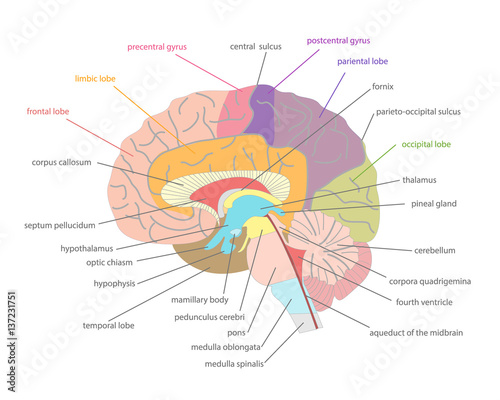 Cartoon Human Brain Anatomy in a Cut. Vector photo