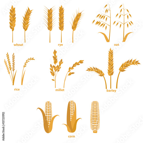 Cartoon Cereals Grain Set. Vector
