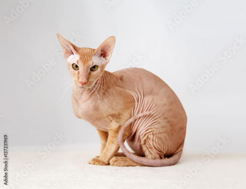 Peterbald cat, Oriental Shorthair photo