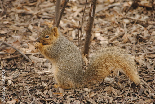Fox Squirrel