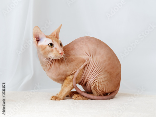Peterbald cat, Oriental Shorthair