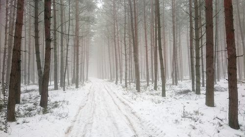 A misty forest. Natural background from wilderness. Road in snowy tundra.