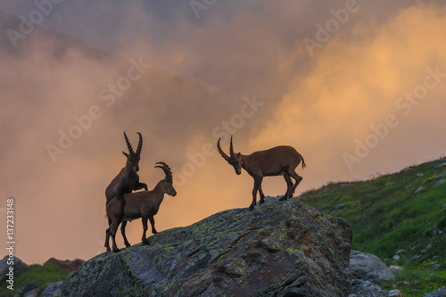 Ibex , Range of Mont-Blanc , French Alps