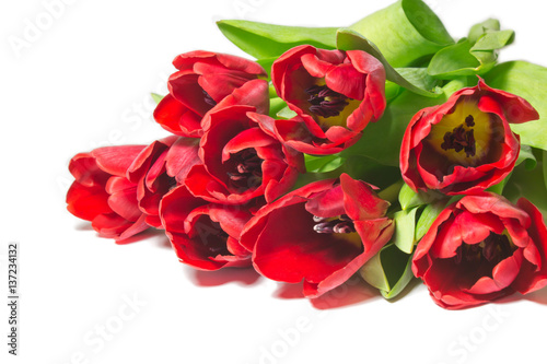 red tulips