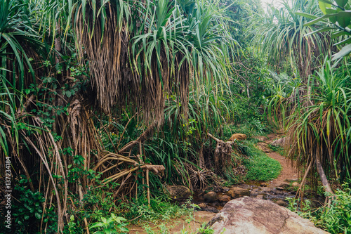 Tropical jungle with river