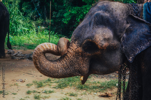 background elephant animal jungle abstract