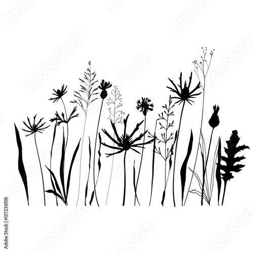 ector illustration of wild meadow flowers, herbs and grasses.