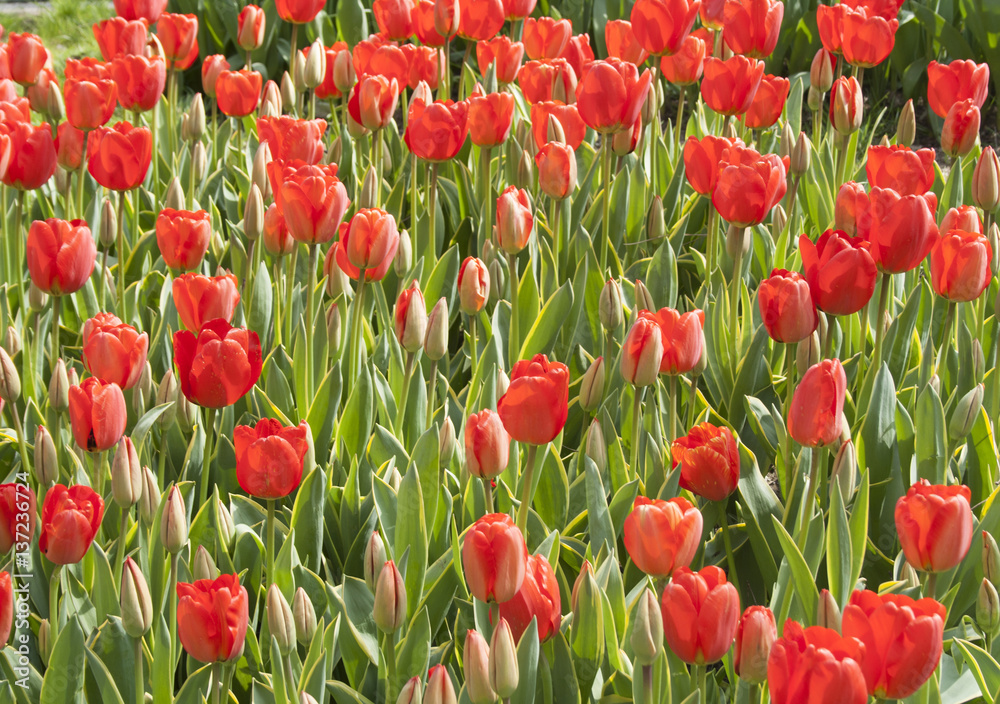 Fototapeta premium 0008 - Flower