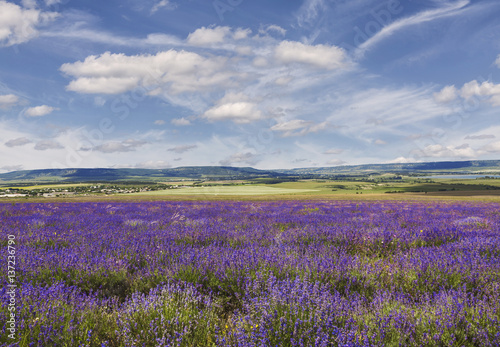 Lavender field in Crimea at sunny summer day, Russia