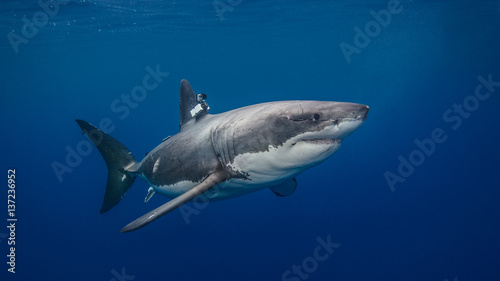 Great White shark with camera clamped on fin for conservation study, underwater view