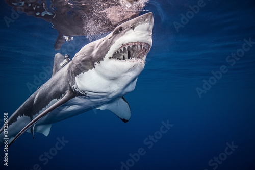 Great White shark, underwater view