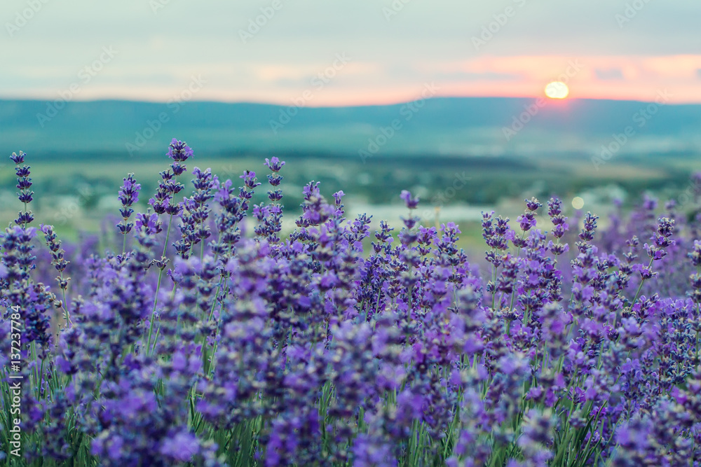 Sunset in a lavender field in a Summer