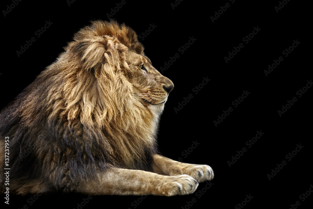 Fototapeta premium Portrait of a Beautiful lion, Cat in profile, lion in dark