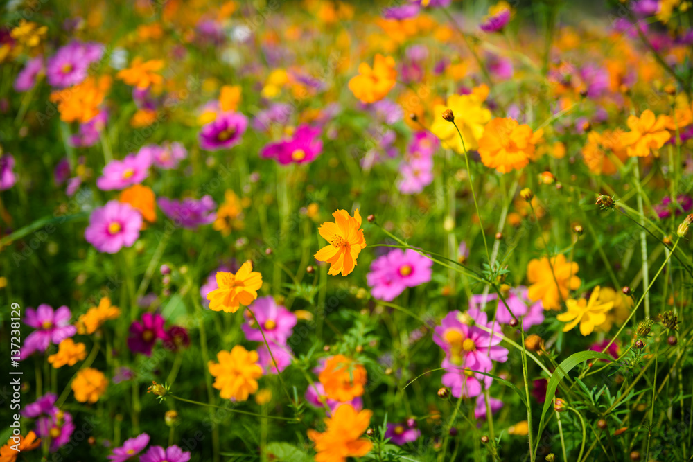 Cosmos flowers blooming Cosmos flowers blooming
