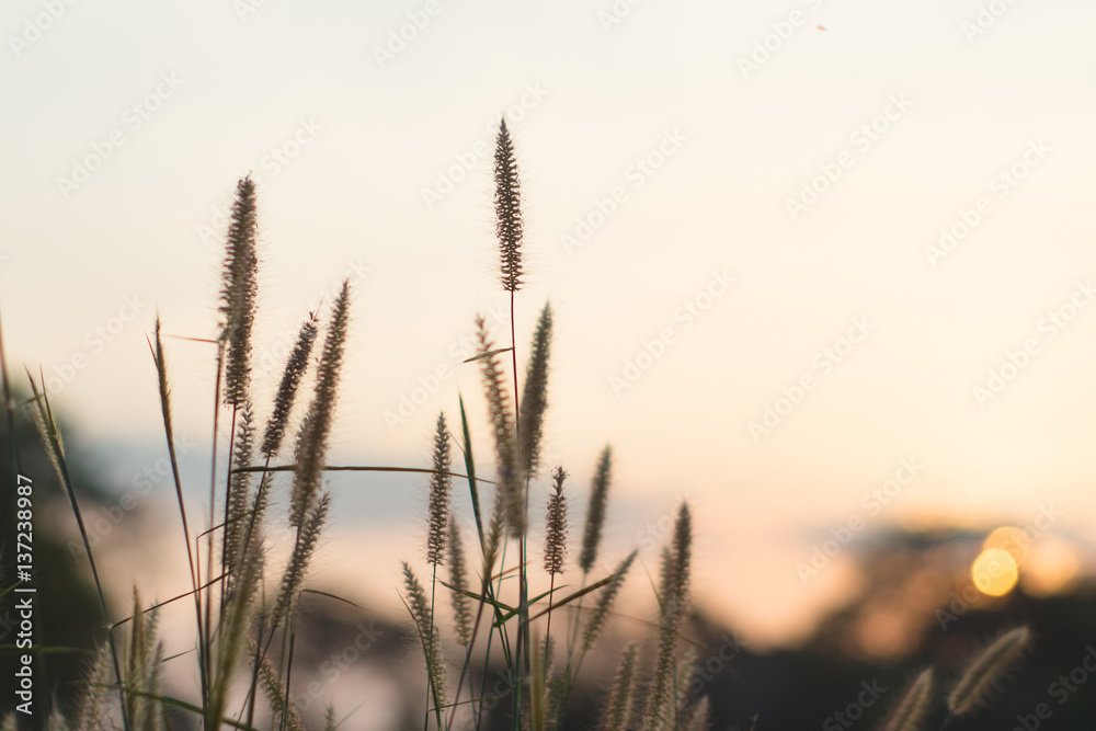 Desho grass Pennisetum pedicellatum and sky background warm light