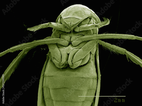 Scanning electron micrograph of the head of a female backswimmer (hemiptera: corixidae) photo