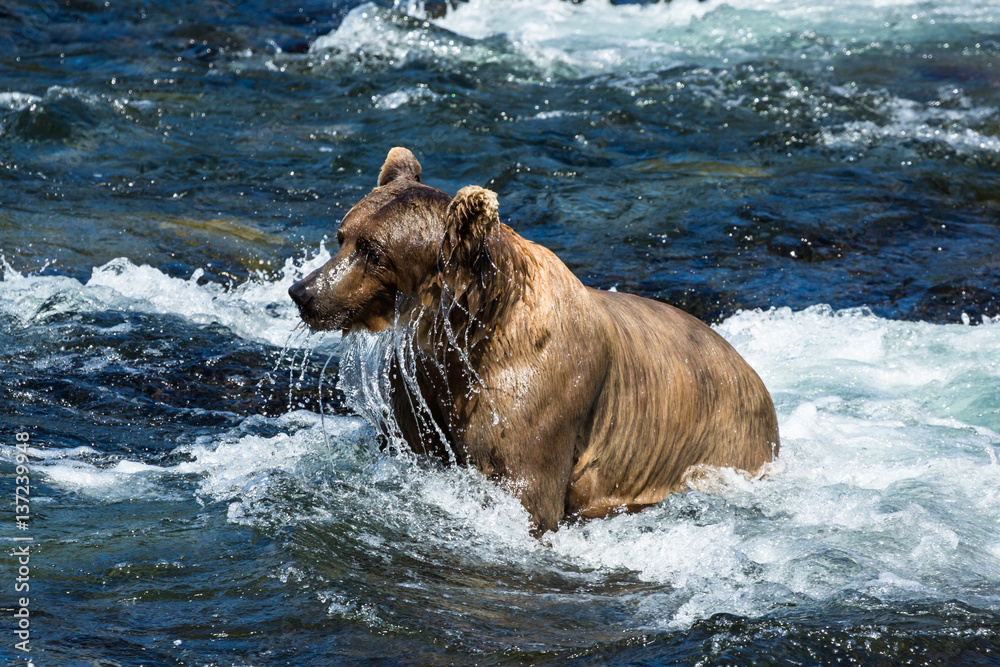 Wet grizzly bear dripping water from face Wet grizzly bear dripping water from face