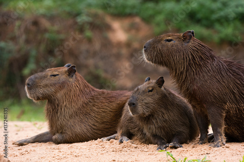 Three capybara (Hydrochaeris hydrochaeris) on riverbank, Pantanal, Mato Grosso, Brazil photo