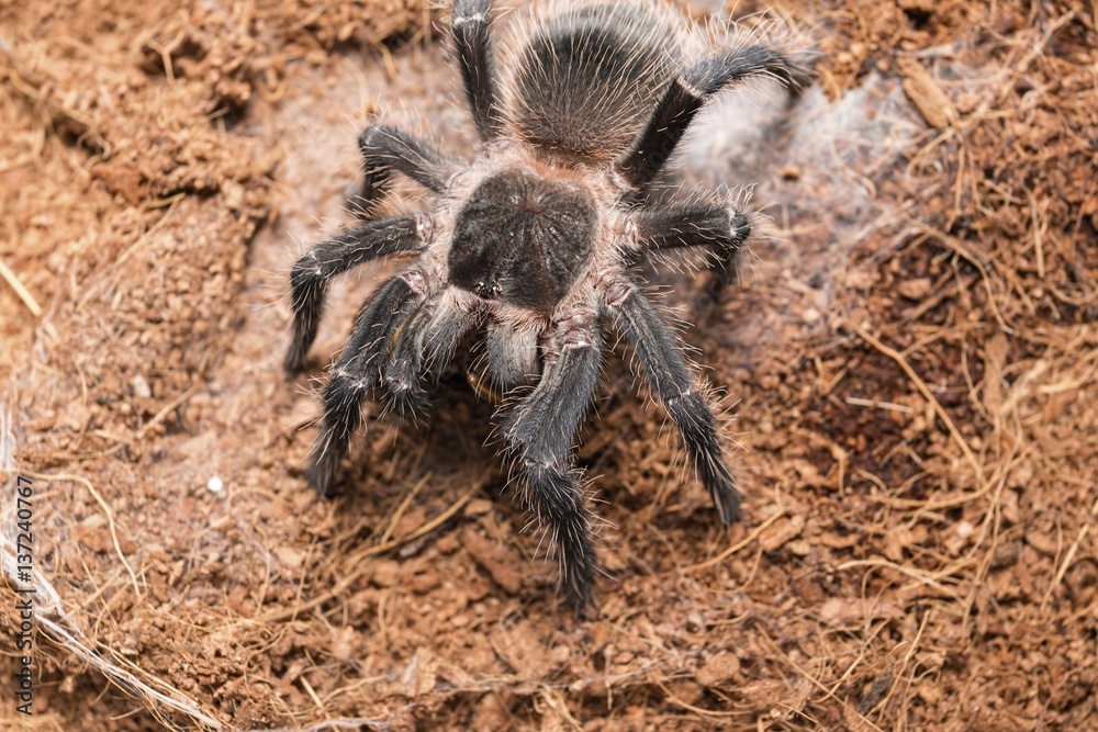 Dangerous tarantula spider in a special terrarium. Macro shot. Dangerous tarantula spider in a special terrarium. Macro shot.