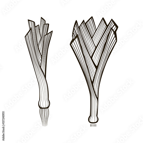 Leek blacklines cartoon coloration illustration set on white background
