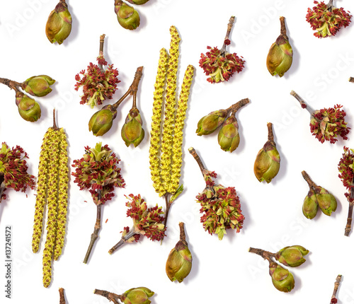 bloom buds of birch and maple