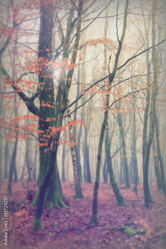 English woodland on a foggy misty morning